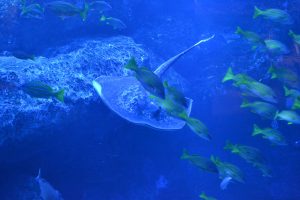水族館
