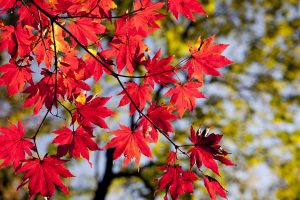 紅葉狩り