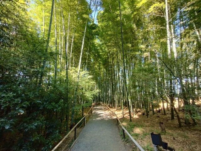 嵐山竹林の小径