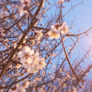 桜開花